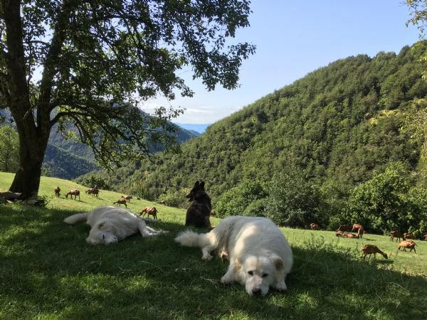 Cuccioli Maremmano Abruzzese  | Foto 4