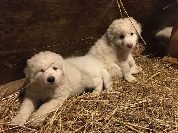 Cuccioli Maremmano Abruzzese  | Foto 3
