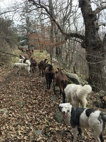 Cuccioli Maremmano Abruzzese  | Foto 2