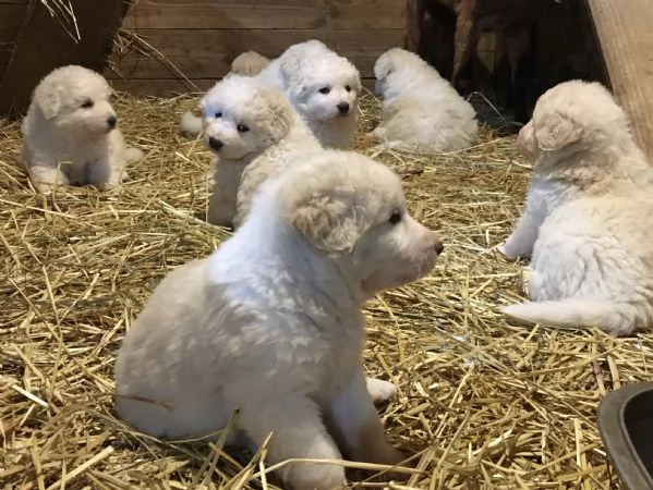 Cuccioli Maremmano Abruzzese  | Foto 1