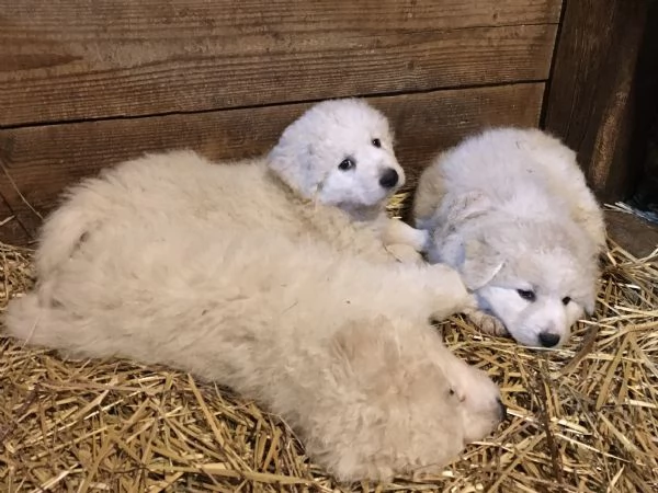 Cuccioli Maremmano Abruzzese  | Foto 0