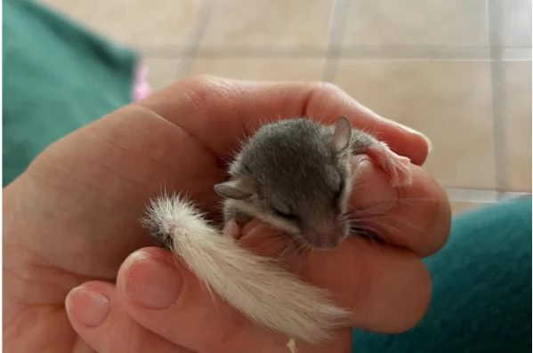 Minighiro Africano | Foto 0