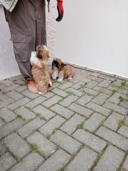 Cuccioli di Shihtzu taglia piccola