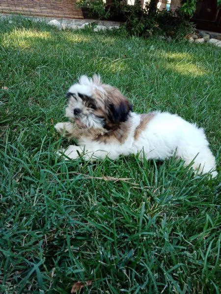 Cuccioli di Shihtzu taglia piccola | Foto 0