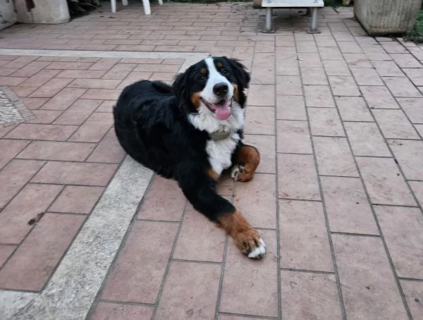 cuccioli di Bovaro Bernese senza Pedigree  | Foto 3