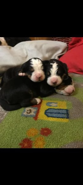 cuccioli di Bovaro Bernese senza Pedigree  | Foto 2