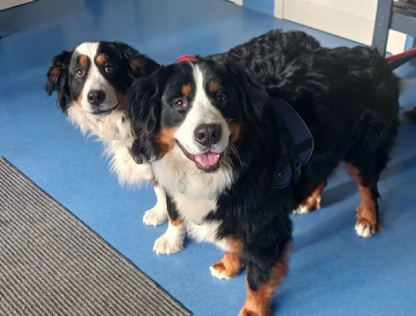 cuccioli di Bovaro Bernese senza Pedigree  | Foto 1