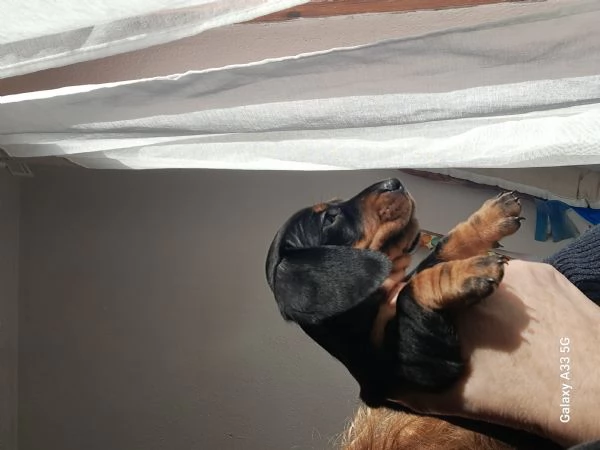 Disponibile cucciola bassotto | Foto 4