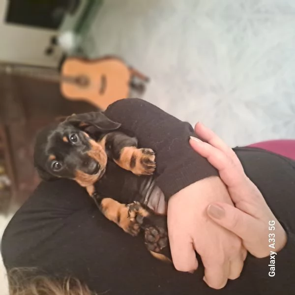 Disponibile cucciola bassotto | Foto 3