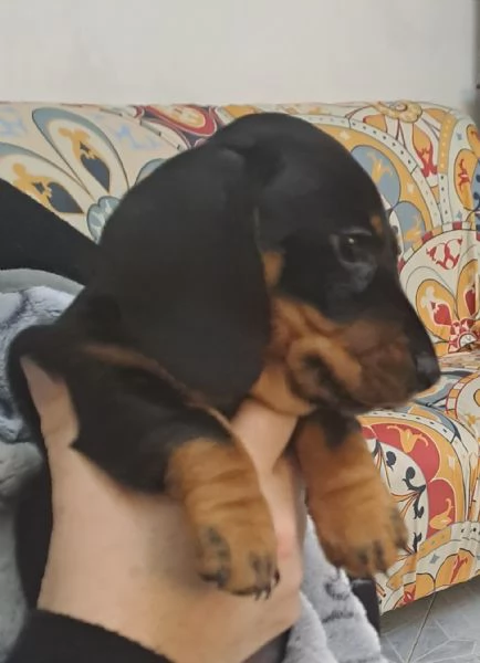 Disponibile cucciola bassotto | Foto 2