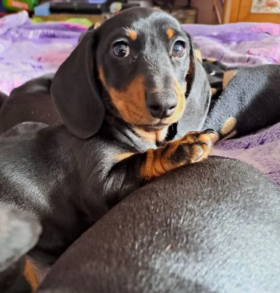 Disponibile cucciola bassotto | Foto 1