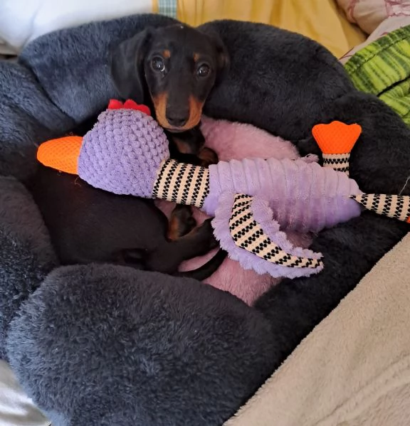 Disponibile cucciola bassotto