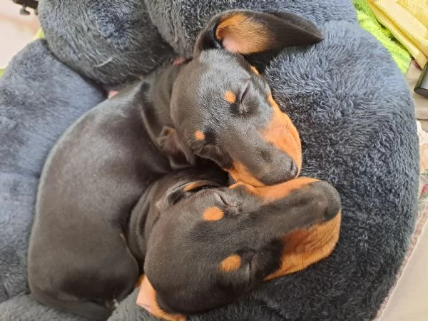 Disponibile cucciola bassotto | Foto 0