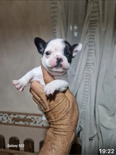 Cucciolandia  | Foto 6