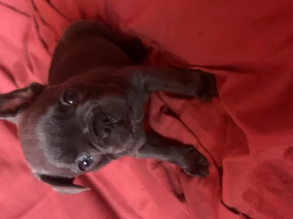 Cucciolandia  | Foto 5