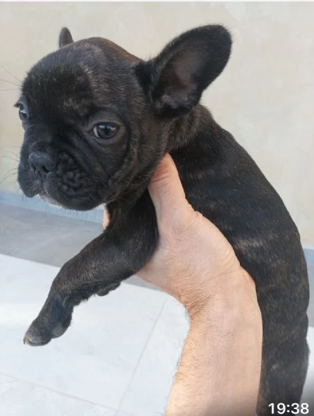 Cucciolandia  | Foto 3