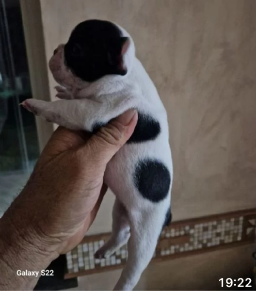 Cucciolandia  | Foto 2