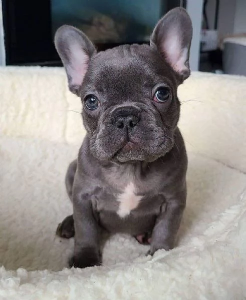 Cucciolandia  | Foto 1