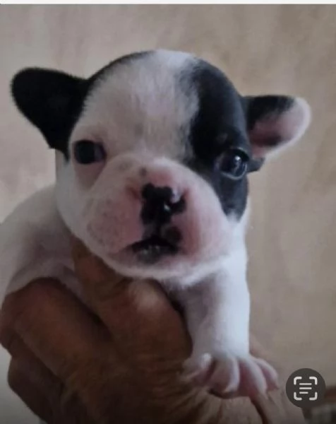 Cucciolandia  | Foto 0