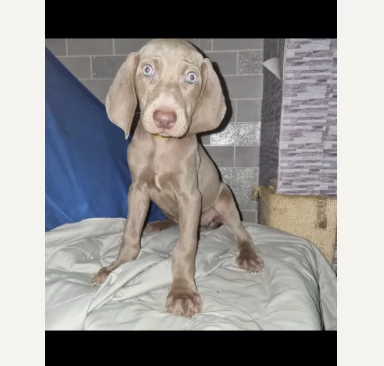 Weimaraner di razza pura | Foto 0