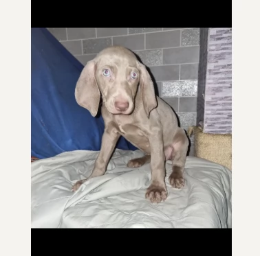 Weimaraner di razza pura