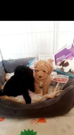 regalare i nostri cuccioli di barboncino maschio e femmina | Foto 0