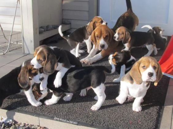 Regaliamo i nostri cuccioli di beagle maschi e femmine | Foto 1