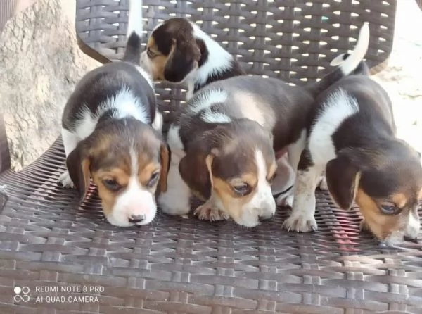 Regaliamo i nostri cuccioli di beagle maschi e femmine | Foto 0