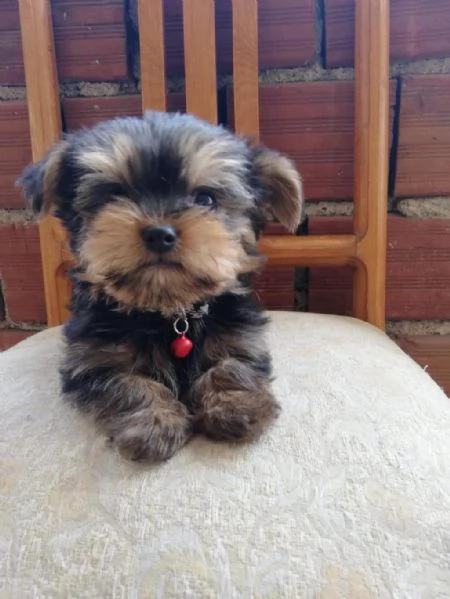 Regaliamo i nostri cuccioli di Yorkshire maschi e femmine | Foto 1