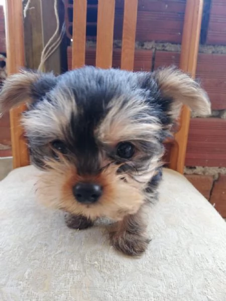 Regaliamo i nostri cuccioli di Yorkshire maschi e femmine | Foto 0