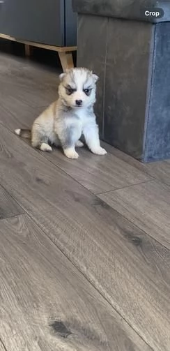 regala i nostri cuccioli di husky maschi e femmine | Foto 0