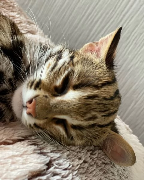 gattino ocelot disponibile per la vendita | Foto 6