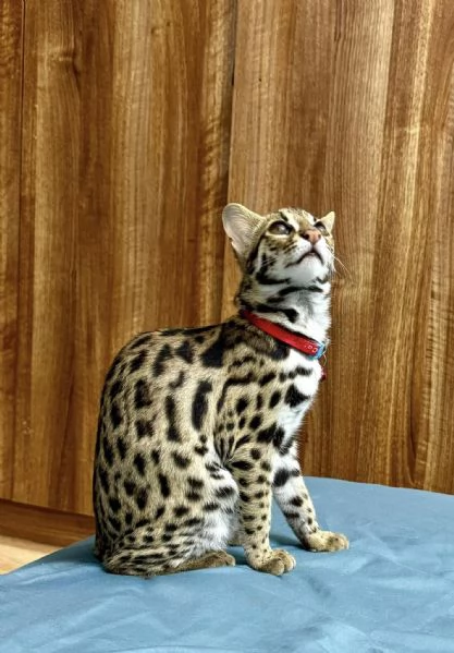 gattino ocelot disponibile per la vendita | Foto 5