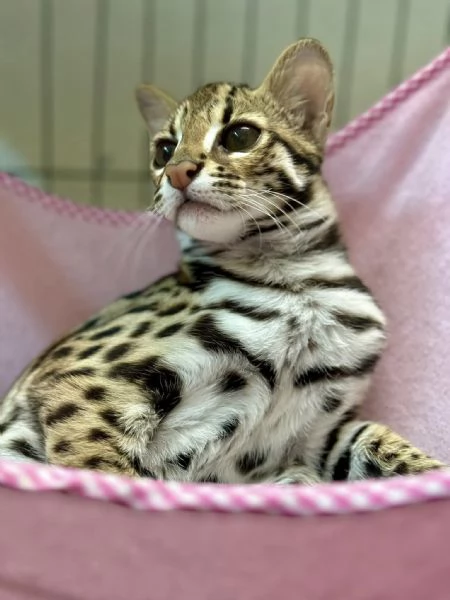 gattino ocelot disponibile per la vendita