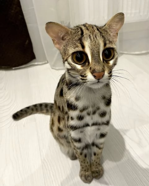 gattino ocelot disponibile per la vendita | Foto 4