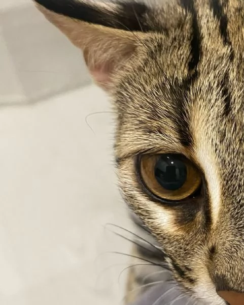 gattino ocelot disponibile per la vendita | Foto 3