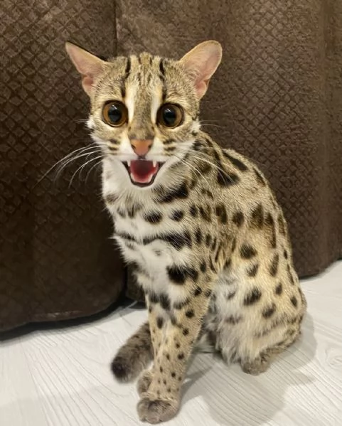 gattino ocelot disponibile per la vendita | Foto 0