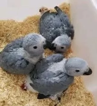 Pappagalli cenerini africani parlanti e cantanti | Foto 4