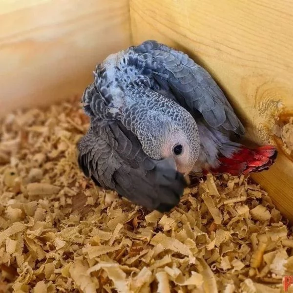 Pappagalli cenerini africani parlanti e cantanti | Foto 2