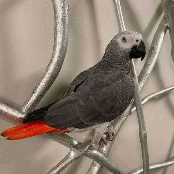 Pappagalli cenerini africani parlanti e cantanti | Foto 1