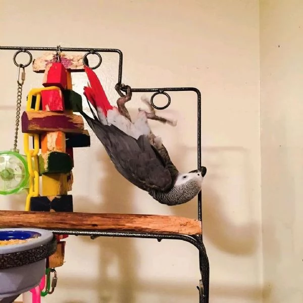 Pappagalli cenerini africani parlanti e cantanti | Foto 0