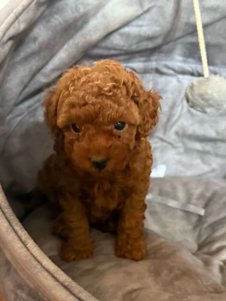 Barboncino toy Red pedigree ENCI 