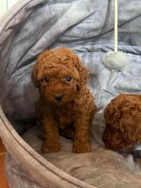 Barboncino toy Red pedigree ENCI  | Foto 4