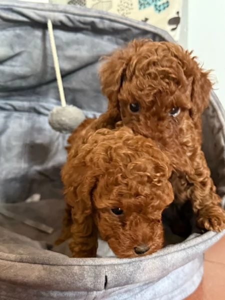 Barboncino toy Red pedigree ENCI  | Foto 3