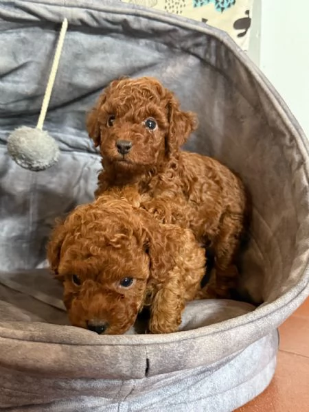 Barboncino toy Red pedigree ENCI  | Foto 2