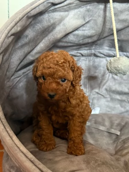 Barboncino toy Red pedigree ENCI  | Foto 1