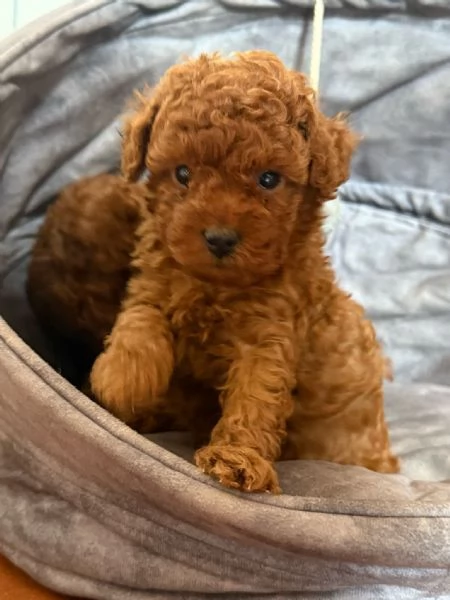 Barboncino toy Red pedigree ENCI  | Foto 0