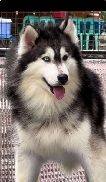 Cane per accoppiamento