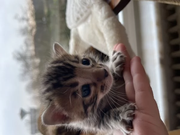 Vendita adorabili cuccioli di bengala | Foto 6