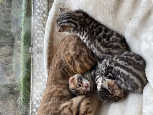 Vendita adorabili cuccioli di bengala | Foto 5